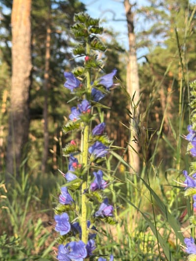 A close-up, out-of-focus shot showcases a tall stalk of blue viper's bugloss flowers against a blurred backdrop of pine trees. The vibrant blue petals, tinged with pink at their centers, cluster along the green, fuzzy stem. The background, dominated by the muted greens and browns of the forest, suggests a natural, undeveloped environment. The bright sky peeking through the trees indicates daylight, likely late afternoon due to the warm light filtering through the pine needles. The presence of trees and natural vegetation suggests a rural or forest setting, consistent with the area of Узюково, Russia. There are no visible people or human-made structures in the frame. The overall impression is one of natural beauty and tranquility.
