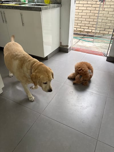 A light-colored Labrador Retriever is walking on a tiled floor in a kitchen area. To the right, a small, fluffy, brown poodle is lying down, curled up on the same tiled floor. The kitchen features white cabinets and a granite countertop with a sink. Beyond the kitchen area, a glass door leads to an outdoor patio with a brick wall and a green hose on the ground. The overall environment suggests a residential setting in San Isidro, Peru.