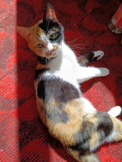 A calico cat lies on its back on a red and black checkered rug. The cat's fur is a mix of white, black, orange, and tan. It has green eyes and is looking up at the camera. The rug is textured and appears to be indoors. There is a shadow cast from the left side of the image across the cat and the rug. To the upper right, a portion of a plastic bottle with a red label is visible. This image was captured in the city of Alexandrov, Russia.