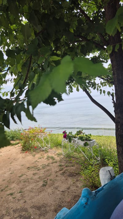 An outdoor, eye-level, medium shot captures a tranquil scene by the sea in Ravda, Bulgaria. The foreground is dominated by a sandy path, with sparse grass and foliage. A vibrant blue, rustic bench with visible wear and tear is positioned in the lower right, partially framing the view. Behind the path, two white decorative plant stands hold potted flowers. The left stand displays red flowers, while the right features pink and purple blooms. Lush green grass and other plants fill the space between the path and the sea. The mid-ground showcases the calm, blue sea under a hazy sky, with gentle waves lapping at the shore. The background is a soft horizon where the sea meets the sky. Overlooking the entire scene, from the upper portion of the frame, are the dark green leaves and branches of a tree, partially obscuring the view and adding a sense of depth. A thick tree trunk is visible on the right side of the image, adding to the natural ambiance. The overall atmosphere is serene and peaceful, evoking a sense of seaside relaxation.