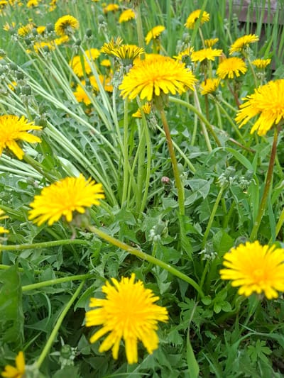 The image shows a close-up view of a field of dandelions in Sukhoy Ruchey, Russia. The dandelions are in various stages of development, with some in full bloom and others as unopened buds. The flowers are a vibrant yellow, and the green leaves and stems create a lush backdrop. The lighting suggests it is daytime, possibly late morning or early afternoon. There are no people or animals visible in the image. The overall impression is of a natural, outdoor scene.