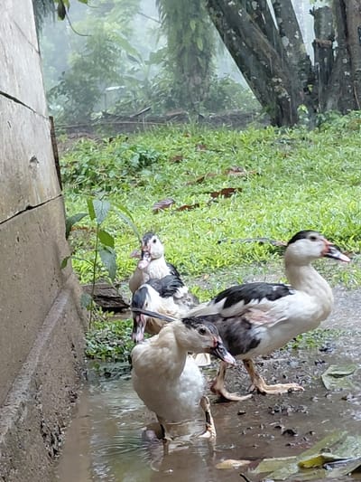 Three black and white ducks stand near a puddle. One duck stands tall with its head raised high, while the other two are huddled closer to the ground. Green foliage grows behind the ducks, and a wooden or concrete surface is visible in the foreground. The setting appears to be outdoors, potentially near a garden or water source. The image is rotated slightly, with the right side being lower than the left.