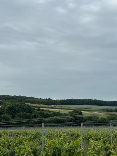The image shows a vineyard in a rural area. The foreground is filled with rows of grapevines supported by metal posts and wires. The vines are lush and green. Behind the vineyard, there are rolling hills covered with dense green trees. Further in the background, there are fields and a road winding through the landscape. The sky is overcast with a pale, cloudy appearance. There are two small, pinkish-red lights visible in the sky, which could be lens flares or atmospheric phenomena. The scene is serene and depicts a natural, agricultural setting, likely in the outskirts of Canterbury.