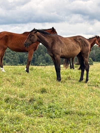Three horses are in a grassy field under a cloudy sky. The horses are positioned vertically in the image. One horse, predominantly dark brown, is in the foreground, standing on its hind legs and looking down. Another horse, a lighter brown, is beneath it, also with its head down. A third, darker brown horse, is behind and above these two, with its hind legs in the air. The horses appear to be interacting or playing. The background consists of a line of green trees and a vast expanse of sky with scattered clouds. The setting is a rural outdoor environment, likely a pasture or meadow, during the daytime with overcast weather. The scene conveys a sense of natural movement and interaction among the animals. No visible text is present in the image.