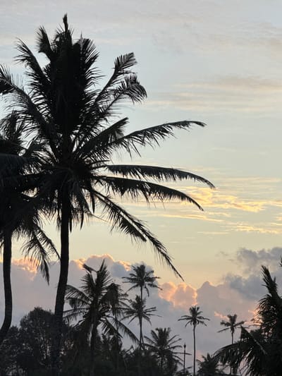 This media file depicts a silhouetted scene of palm trees against a dusky sky. The image is oriented vertically, with the top of the frame showing the lighter portion of the sky and the bottom featuring the darker silhouettes of palm fronds and trunks.
The subjects are the numerous palm trees, their fronds reaching upwards and outwards, creating a feathery, dark pattern against the sky. Some of the palm trees are taller and more distant, while others are closer and larger, dominating the foreground. The sky itself is a notable element, with streaks of light, possibly from the setting sun, casting a warm, yellowish glow on some of the clouds. The clouds are textured and varied, ranging from wispy streaks to more defined, billowy shapes, some tinged with pink and orange hues.
The activity or event is implied to be the transition from day to night, suggested by the twilight sky. There is no specific action or event taking place, but rather a peaceful, atmospheric depiction of a tropical evening.
Notable details include the time of day, which appears to be sunset or twilight, given the colors in the sky. The weather seems calm, with soft clouds. The location cues strongly suggest a tropical coastal environment due to the prevalence of palm trees, and the provided location context of Ahangama, Sri Lanka, confirms this. The overall emotion conveyed is one of tranquility and natural beauty. There is no visible text in the image.