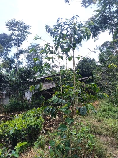A vibrant landscape features lush greenery with trees of varying heights and foliage density. A small, partly obscured structure with a slanted roof nestles amidst the dense vegetation. In the foreground, a young tree stands prominently, its green leaves contrasting with the surrounding undergrowth. The scene evokes a sense of natural abundance and rural tranquility.