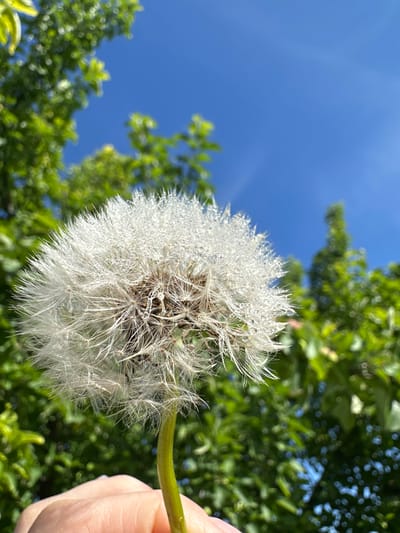 In Yaroslavka, Russia, a close-up, low-angle shot captures a dew-covered dandelion head being held by a person's fingers, against a backdrop of lush green foliage and a clear blue sky. The dandelion, a fluffy white sphere, is adorned with numerous tiny water droplets that glisten in the sunlight. The person's hand, visible at the bottom of the frame, appears to be gently cupping the stem of the dandelion. The background is softly blurred, with the vibrant green of trees and the bright blue of the sky creating a serene natural setting.