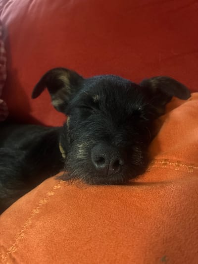 A black dog is sleeping on red and orange fabric. The dog's nose is prominently visible. The location is unknown and cannot be determined from the image.