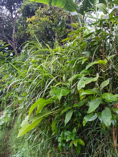 The image displays a dense patch of lush tropical vegetation located in Inawi, Papua New Guinea. The foreground and mid-ground are entirely filled with various green plant species, including numerous long, slender blades of grass or reed-like plants, and a variety of broad, ovate leaves, some exhibiting minor tears or insect damage. A large, prominent green leaf, likely from a banana plant or similar species, is visible at the top edge of the frame. In the background, a denser canopy of larger trees with darker trunks and foliage is visible under a bright, diffused sky. No people, animals, or man-made objects are present. The scene depicts an untamed, natural environment illuminated by natural daylight.