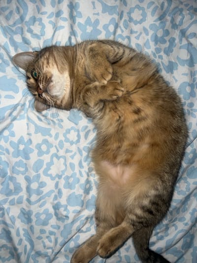 A tan and brown tabby cat lies on its back on a light blue and white floral patterned bedsheet. The cat is positioned with its head upside down in the lower left corner of the image. Its eyes are slightly open and its paws are near its face. The cat's body extends diagonally across the frame. The tail is visible in the upper right. The background is a bedsheet with a light blue and white floral pattern. The location of the image is unknown and there is no visible information that would connect it with Beverwijk, Netherlands.
