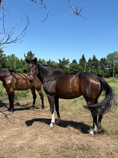The image depicts a rural outdoor scene in Slavovitsa, Bulgaria, featuring two equine subjects under a clear blue sky. In the foreground, a dark brown (bay) horse stands on the right, oriented slightly left, observing the viewer. This horse exhibits white markings on its lower legs and hooves, possesses a dark mane and tail, and wears a dark-colored halter. Its coat appears well-groomed and glossy. Partially obscured behind and to the left of the foreground horse, a second, lighter brown horse is visible, also wearing a dark halter and facing generally forward. The immediate ground consists of dry, sparse grass and exposed dirt, with distinct, dark shadows cast by the horses, indicating direct overhead sunlight. Barren, leafless tree branches are present in the upper left and upper right portions of the frame. The middle ground features a dense treeline composed of green conifer-like and deciduous trees, with utility poles and lines running horizontally above them. The background is a clear, unobstructed blue sky. No human presence is observed.