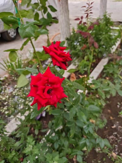 In Fergana City, Uzbekistan, a close-up, eye-level shot captures two vibrant red roses in focus within a garden setting. The rose in the foreground, larger and more prominent, displays a deep crimson hue with pointed petals and a dark center where a small insect is visible. Behind it, a second red rose is partially visible, slightly out of focus. The roses are part of a rose bush with lush green leaves. The background is a soft blur of green foliage, including smaller plants with white blossoms and some reddish-brown leaves on a thin stem. Two pale, vertical tree trunks stand in the mid-background, and a lighter-colored, slightly raised object, possibly a garden border or pathway, runs horizontally. To the left, in the far background, a portion of a white vehicle and a black car tire are discernible, suggesting proximity to a road or parking area. The ground appears to be soil, with some scattered debris. The lighting is natural, indicating an outdoor scene, likely during daylight hours.