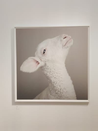 This is a photograph of a framed artwork hanging on a plain white wall, likely in a gallery or exhibition space. The artwork itself is a close-up, slightly angled portrait of a very young lamb. The lamb is predominantly white with thick, curly wool. Its head is tilted upwards, with its nose and mouth visible. One eye is clearly visible, dark and alert, while the other is partially obscured. The lamb's pink ear is also prominent. The background of the artwork is a muted, light brown or beige color. The photograph is taken from a slight distance, allowing the viewer to see the frame of the artwork, which is simple and white. To the right of the artwork, there is a small piece of white paper with some text printed vertically on it. The visible text reads "Mathew" followed by another line that is partially obscured but appears to say "balder, tropen, poen." Given the location context of The Hague, Netherlands, this could be an exhibition piece at a museum or gallery there. The lighting appears to be even and artificial, typical of an indoor exhibition space, and there are no indications of time of day or weather conditions. The overall mood conveyed by the artwork is one of innocence and perhaps vulnerability, due to the subject matter and the lamb's expression.
