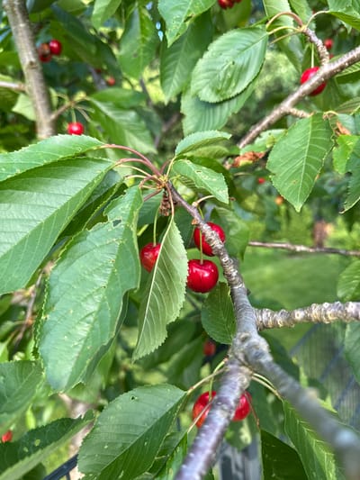 A close-up, eye-level, vertical shot captures a cherry tree branch laden with ripe, red cherries and green leaves. The cherries are clustered, some singly, some in pairs, their vibrant red color contrasting with the deep green of the foliage. The texture of the tree bark is visible, rough and greyish-brown. Sunlight filters through the leaves, creating a dappled effect on the scene. The background is softly blurred, suggesting an outdoor setting, possibly a garden or park. The image shows no people or animals. The photograph was taken in Herford, Germany, specifically in the garden area of the "Stadtdenkmal Marienkirche" (City Monument St. Mary's Church).