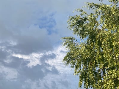 The image depicts a natural scene featuring a birch tree with lush green leaves against a cloudy sky. The right side of the frame is dominated by the tree's branches and foliage, which are illuminated by sunlight, creating a dappled effect. The left side of the image shows a sky filled with various cloud formations, ranging from dark, heavy masses to lighter, wispy clouds. The lighting suggests it is daytime, possibly late afternoon or early morning, given the contrast between light and shadow. The scene appears to be outdoors in an area with natural vegetation, such as a park or a forest edge, located in or near Rakity, Russia. No people or specific man-made structures are visible in the frame.