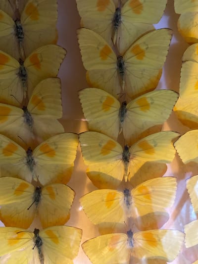 A close-up shot features numerous yellow butterflies with orange spots, meticulously arranged in rows. Each butterfly appears to be pinned in place, likely for display or preservation purposes. The setting is illuminated with a soft, diffused light that enhances the delicate details of the wings. While the location of the city of Konya, Turkey is mentioned, the photograph itself does not provide any evidence to confirm that it was taken there.