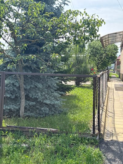The image depicts a residential outdoor scene in Nogir, Russia, on a sunny day. A metal mesh fence runs along the right side of the frame, separating a paved pathway from a grassy area with trees and vegetation. On the left, a large blue spruce tree is partially obscured by the branches of a leafy tree. Further back, more trees and a building are visible. The pathway is paved with light-colored square tiles and a portion of a covered walkway extends over it. Two red roses are blooming on a plant near the fence. There are no people or animals visible in the image.