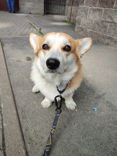 The media file shows a close-up, eye-level shot of a Pembroke Welsh Corgi sitting on a concrete sidewalk. The dog is facing the camera with a curious expression, its ears perked up. The dog has the typical tan and white markings of the breed, with a dark nose and intelligent brown eyes. It is wearing a dark blue collar and a leash with a patterned strap and a black metal clip. The leash extends downwards and out of frame.
The background suggests an outdoor urban setting. To the left, a sidewalk paved with light-colored rectangular bricks is visible, with some green weeds growing between them. Further back, a person wearing blue trousers and dark shoes is standing, facing away from the camera. To the right and behind the dog, a textured stone wall is visible, possibly part of a building. A metal fence or gate is also partially visible in the background.
The lighting indicates it is daytime, with soft shadows suggesting it could be a partly cloudy day. The scene appears to be a quiet street or walkway. A small, bright blue object, possibly a piece of plastic litter, is on the ground in the lower right quadrant of the image.
There is faint, white text visible on the black metal clip of the leash, but it is too small and blurry to be deciphered. The overall mood is relaxed and observational, focusing on the dog's engaging presence. The location context is Bugry, Russia.