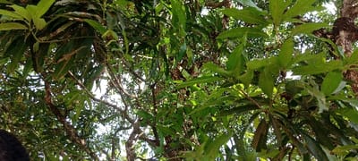 The scene depicts an upward view into the dense canopy of a tropical tree, identified as a mango tree, located in Eziobodo, Nigeria. The image is filled with numerous broad, elliptical green leaves, some displaying minor variations in color and texture. Intertwined among the foliage are multiple brown, gnarled branches and thinner twigs, exhibiting rough, mottled bark. Several small, pale green, spherical objects, consistent with developing mango fruits, are visible, attached to stems amidst the leaves. Bright, diffused light from a clear sky filters through the gaps in the leaves and branches, indicating an outdoor, daytime environment. A portion of a dark, textured object, resembling human hair or the top of a head, is present in the lower-left corner of the frame.
