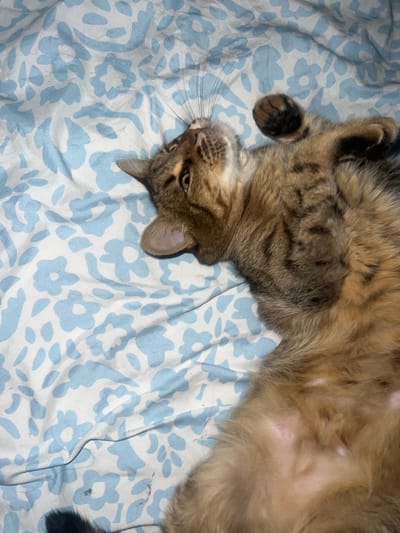 A tabby cat is lying on its back on a bed with a light blue and white floral patterned bedsheet. The cat's head is oriented towards the bottom left of the frame. The cat has brown and black fur. No people are visible. The location is unspecified except for the city of Beverwijk, Netherlands.
