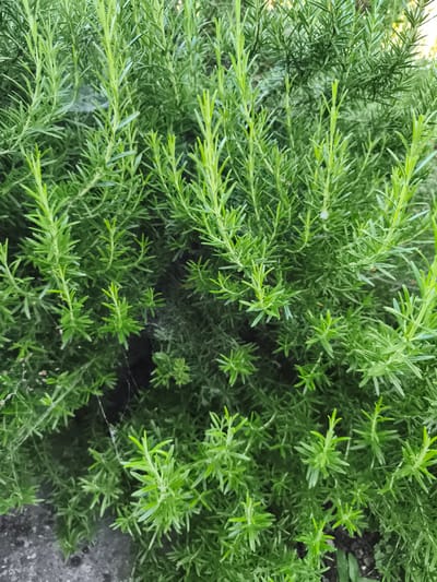 The image shows a close-up view of a dense rosemary bush. The rosemary plant has numerous thin, needle-like green leaves, with some newer growth appearing lighter green and more delicate. The branches are tightly packed, creating a textured surface. Subtle hints of spiderwebs are visible amongst the foliage in several areas of the image, particularly in the upper left and mid-left sections. The lighting suggests it is daytime, possibly with some dappled sunlight. The background is out of focus, but appears to be more of the same rosemary plant or a similar green vegetation. In the lower left corner, a small section of what appears to be a stone or concrete surface is visible, suggesting the plant is located in a garden or outdoor area. There are no people or animals depicted in the image, and no specific actions are being performed. The scene is static and focuses solely on the rosemary plant. The provided information about the location being in the city of Marinka, Bulgaria, is not visually ascertainable from the image itself.