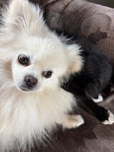 Two domestic animals, a white Pomeranian dog and a black kitten, are resting on a brown, textured surface, possibly a couch or blanket. The dog is positioned in the foreground, facing the camera with its head tilted slightly. Its fur is fluffy and white, and its dark eyes are looking forward. The kitten is partially obscured by the dog, with its black fur contrasting against the dog's white coat. The kitten appears to be nestled beside the dog, with its head resting near the dog's neck. The environment is dimly lit, with the focus primarily on the animals. There are no people visible in the image. The image was taken in Папярнянскі сельскі Савет, Belarus.