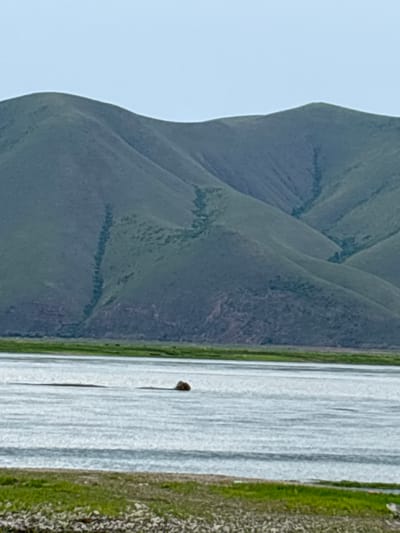 The image depicts a wide, calm body of water with gentle ripples, reflecting the light under a pale sky. In the foreground, a strip of green grass borders the water, transitioning to a rocky shoreline further down. Beyond the water, rolling hills covered in lush green vegetation dominate the landscape, with subtle variations in color suggesting texture and contour. Darker lines, possibly paths or ravines, are visible on the slopes of the hills. In the middle of the water, a small, dark object, possibly a rock or debris, is partially submerged. The overall scene is natural and tranquil, with no signs of human activity in the immediate vicinity. The location is the city of Chernogorsk, Russia.