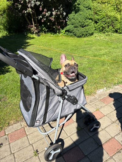 A tan French bulldog with its mouth open sits in a grey pet stroller on a brick pathway. The stroller has mesh windows and black handles. Behind the stroller, a green lawn is visible, with a yellow cord running across it. In the background, there are trees and bushes. The scene appears to be in a backyard setting. The image was taken in the city of Baloži, Latvia.