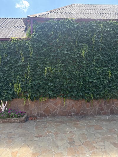 The image shows a stone wall covered in ivy, with a tiled roof visible at the top. The wall is made of irregular-shaped brown stones. The ivy is thick and green, with some lighter green tendrils hanging down. Below the ivy-covered wall, there is a paved area made of irregular flagstones. To the left, there is a planter with purple flowers and a white-painted tree trunk. The scene appears to be an outdoor space, possibly a garden or courtyard, in Beslan, Russia. The sky is blue with a few white clouds.