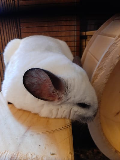 The media file shows a close-up, overhead view of a white chinchilla resting indoors. The chinchilla is positioned in the center of the frame, with its body partially obscured by its own head. Its fur appears soft and fluffy, and its large, dark eyes are visible. One of the chinchilla's prominent ears is prominently featured in the foreground, revealing delicate blood vessels beneath the skin.
The chinchilla is resting on a light-colored wooden surface, possibly a shelf or platform within its enclosure. Behind the chinchilla, a wooden cage with thin, vertical bars is visible, suggesting it is in a pet habitat. In the upper portion of the image, a large, light-brown, circular object, likely a chinchilla wheel, is partially visible, casting shadows. The background is dark, indicating indoor lighting conditions. The overall setting appears to be a domestic environment. There is no discernible text in the image. The image captures a moment of rest for the chinchilla.