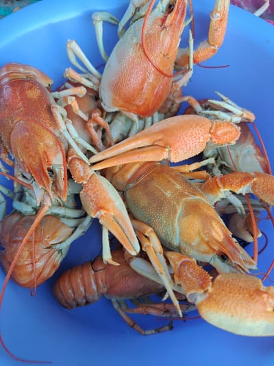 This is a close-up, overhead shot of a pile of cooked crayfish in a bright blue bowl. The crayfish are a vibrant orange-red color and are packed together, with their claws and antennae intertwined. The texture of their shells is visible, appearing bumpy and segmented. Some of the crayfish are larger than others, and their tails are curled underneath their bodies. Thin, red threads, possibly from being tied together for cooking, are visible on several of the crustaceans. The background is the solid blue of the bowl, with no other objects or scenery in view. The lighting is even, suggesting an indoor setting or an overcast day. No people or text are visible. The scene is purely focused on the harvested crayfish.