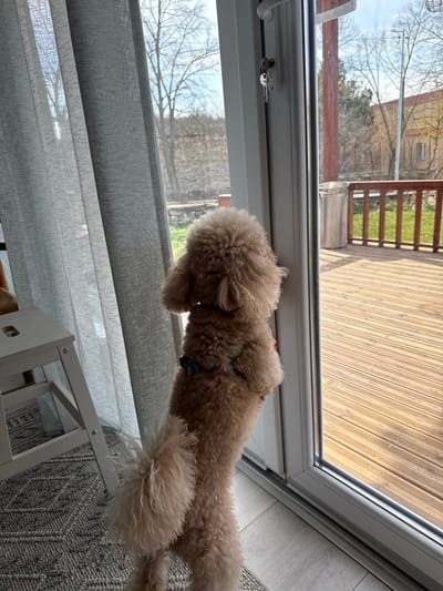The image depicts an indoor-outdoor scene in Kipra, Bulgaria, characterized by natural daylight. In the foreground, a light brown poodle, appearing to be a miniature or toy breed, stands on its hind legs facing a glass exterior door. The dog wears a dark-colored harness or collar with a small, possibly blue, decorative element. Its tail is visible and fluffy. The indoor flooring consists of a light grey patterned rug, next to which a white two-step stool is partially visible on the left. Light grey sheer curtains are drawn to the left of the glass door.
The glass door features a white frame, a white handle, and a keyhole from which two keys are suspended. Directly outside the door is a wooden deck constructed of horizontal planks, enclosed by a wooden railing. To the right on the deck, a tall, cylindrical, silver-colored trash receptacle is present. Beyond the deck, patches of green grass are visible, leading to a retaining wall or embankment. The distant background reveals deciduous trees with bare branches under a light blue sky, suggesting a cooler season or early spring. A building with a reddish-brown roof and walls is discernible through the trees.