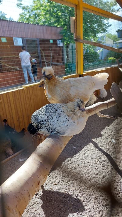 Two ornamental chickens are perched on a branch within a large chicken coop. One chicken is a creamy white with tan markings on its neck and head, exhibiting a distinctive fluffy crest. The other chicken is predominantly white with black speckles across its body and wings, also featuring a feathered crest. Both birds are facing away from the viewer.

The coop has wooden flooring and walls, with a metal wire mesh enclosure visible in the background. Through the mesh, a person in a white shirt and blue jeans can be seen walking inside a structure adjacent to the coop, suggesting this might be a farm or an aviary. Green foliage from trees is visible through the mesh as well, indicating an outdoor setting. The lighting suggests it is daytime, with sunlight casting shadows on the ground. The overall scene appears to be within a rural or semi-rural environment, possibly in Yelizovo, Russia, given the provided location context. There is no visible text in the image.