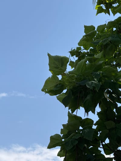 A close-up, low-angle shot captures a bright blue sky with wispy white clouds, partially obscured by the dense green foliage of a tree. The leaves are large and heart-shaped, with some showing small holes or tears. Long, thin seed pods hang from some of the branches. The tree is positioned on the right side of the frame, creating a strong contrast with the expanse of the sky on the left. The image was taken in the city of Osh, Kyrgyzstan.