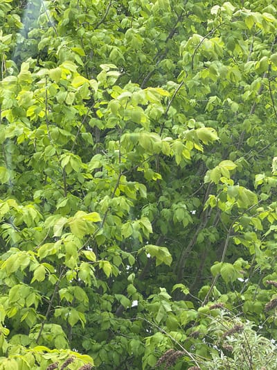 The image shows a tree canopy dominated by vibrant green leaves, interspersed with glimpses of branches. A small portion of a different plant species with elongated, brownish seed pods is visible on the right side. The scene appears to be outdoors during daylight. There is no information to confirm the location is Durham, United Kingdom. There are no people or interactions visible in the image.