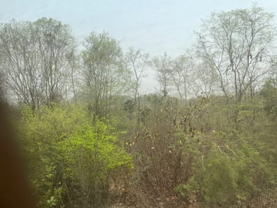 The image depicts a dense, natural landscape in Ajaokuta, Nigeria, under a light, overcast sky. The scene is dominated by various types of vegetation. In the foreground and midground, there are numerous bushes and smaller trees, some displaying vibrant, light green new foliage, while others exhibit drier, brown, or muted green leaves. The background and midground feature taller deciduous trees, many with bare branches or very sparse, light green leaf growth. No human figures, animals, structures, or activities are present within the frame. The overall impression is that of a wild, undeveloped bushland environment.