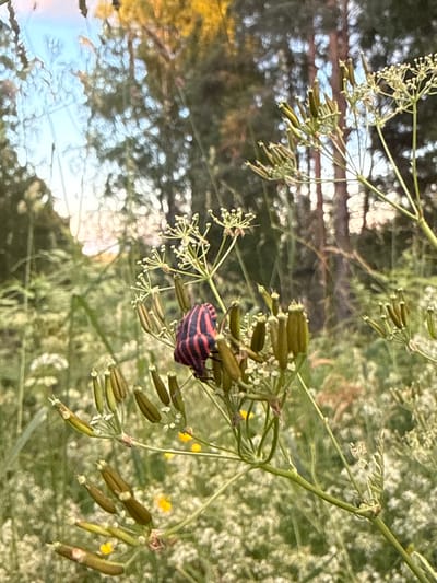 A close-up, eye-level shot features a striped insect on a plant with seed pods. The insect, with bright red and dark stripes, is positioned on the right side of the frame, clinging to a stem that is part of a larger plant with delicate white flowers and numerous elongated, brown seed pods. The background is softly blurred, showing trees and greenery, suggesting an outdoor environment, possibly in a park or natural setting within Voeikovo, Russia. The lighting indicates it may be late afternoon or early evening, with a warm glow filtering through the trees. The image is sharpest on the insect and the plant it is on, with the background receding into a bokeh effect.