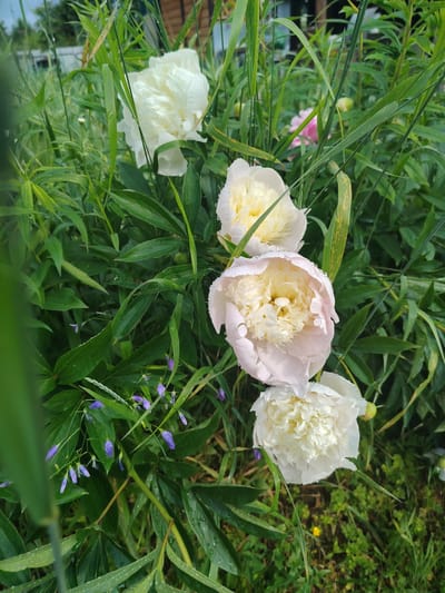 This is a close-up, eye-level, outdoor shot of several blooming peonies in a garden. The flowers are white and light pink with yellow centers, and are covered in water droplets, suggesting recent rain or dew. They are surrounded by lush green foliage and some small purple wildflowers are visible at the bottom left. The background is blurred but shows more greenery and hints of structures, possibly part of a dacha or rural residence. The overall impression is one of a natural, serene setting. The image is likely taken in Novaya Prismara, Russia, given the context provided. No people are present in the image.