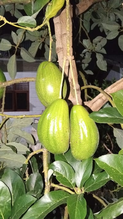 The image features four unripe avocados hanging from branches on a tree. The avocados are a bright green color and have a smooth, shiny surface. They are clustered together, with one larger avocado at the top and three smaller ones below. The tree has a thick, rough-barked trunk and several branches covered in green leaves. In the background, a building with a window and blinds is visible, suggesting an outdoor setting near a dwelling. The lighting indicates it is nighttime or dusk, casting shadows and creating a dramatic effect on the fruit. The leaves of the avocado tree are lush and vibrant, some showing small white spots. The overall scene conveys a sense of natural abundance and growth.