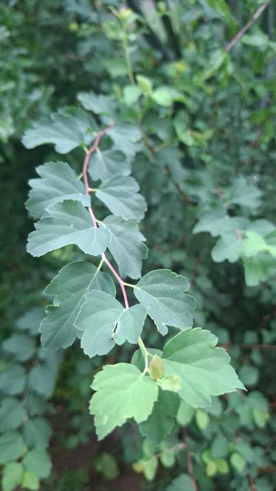 The image shows a close-up of a plant's branch with several green leaves and a reddish stem. The leaves are oval-shaped with serrated edges. The background is filled with more green foliage, suggesting an outdoor environment. The lighting appears to be natural, casting soft shadows. The scene is devoid of any human presence or activity. The image does not contain any recognizable landmarks or indicators that would specifically place it in Gazalkent, Uzbekistan.