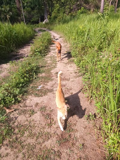The image depicts a dirt path in Baan Thong Nang, Thailand, flanked by tall grasses and sparse vegetation. A ginger cat is walking towards the viewer, casting a distinct shadow. Further down the path, a brown dog is also walking towards the viewer. Two indistinct figures are visible in the far distance. The scene is bathed in sunlight.