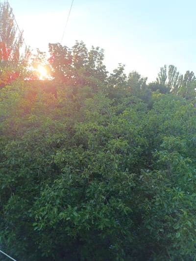 This media file depicts a vibrant, sun-drenched outdoor scene, likely in Kropyvnytskyi, Ukraine. The primary subjects are lush green trees, densely packed and forming a verdant canopy that dominates the lower two-thirds of the frame. The sun, a brilliant burst of light, is visible shining through the foliage on the left side of the image, creating a warm, golden glow and lens flare that bathes the leaves in sunlight. The sky above is a clear, pale blue, suggesting fair weather.
In the background, a line of taller, more slender trees, possibly poplars, stretches across the horizon, their silhouettes softened by the bright sunlight. A thin, dark power line is stretched across the upper portion of the sky, a subtle human-made object against the natural backdrop. The dense foliage of the foreground trees suggests a time of year when vegetation is at its peak, likely late spring or summer.
The overall impression is one of natural beauty and tranquility. The bright sunlight and clear sky evoke a sense of a pleasant, sunny day. There are no people or animals visible, and the focus is entirely on the natural landscape. The presence of the power line hints at a semi-urban or rural fringe setting, where nature meets human infrastructure. The image captures a moment of natural illumination, with the sun's rays filtering through the leaves, highlighting the textures and rich green hues of the trees. There is no visible text in the image.