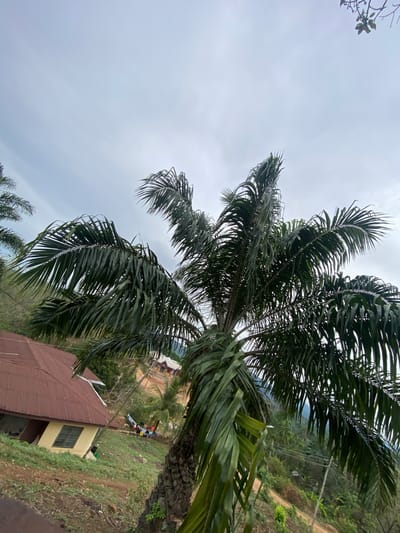 The image shows a palm tree dominating the foreground, with its fronds partially obscuring the background. In the background, there is a small building with a red roof and yellow walls. Adjacent to the building is a grassy area. Further back, a clothesline is visible with various colored items hanging on it, along with some visible people. The sky is overcast. The location is Amoso, Nigeria.