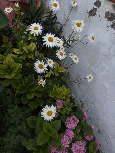 Daisies and hydrangeas bloom against a textured, light-colored wall. The scene is captured from a slightly elevated perspective, looking down at the flowers and foliage. The flowers are in various stages of bloom, with white petals and yellow centers. Some are fully open, while others are still buds. The hydrangeas are a vibrant pinkish-purple. The wall appears weathered and somewhat discolored in places, suggesting an outdoor setting. The overall impression is of a garden or courtyard in Nabran, Azerbaijan, characterized by its natural beauty juxtaposed with architectural elements.