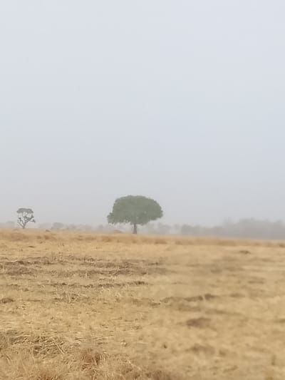 The scene depicts a rural, open field near Minting Chip, Nigeria, under overcast and hazy atmospheric conditions. The foreground is dominated by dry, yellow-brown vegetation, appearing as sparse grass and straw, with sections of darker, disturbed earth. A solitary, full-canopied tree with green foliage stands prominently in the midground, slightly to the right of the frame's vertical center. Further left and behind it, another tree with a more irregular and sparse canopy is visible. The distant background consists of an indistinct tree line, heavily obscured by pervasive haze or fog. The sky is a uniform light grey, blending seamlessly into the horizon. There are no discernible people, animals, or active events occurring.