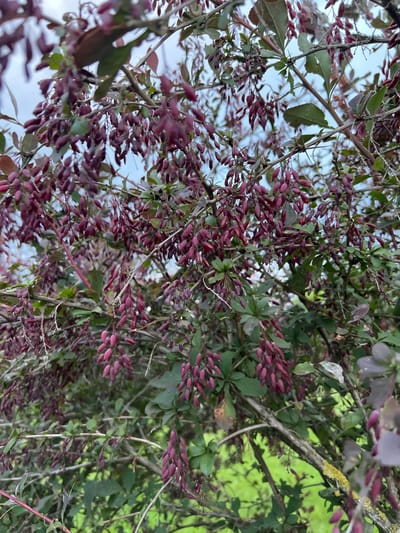 This media file captures a close-up view of a plant with numerous small, elongated, dark pinkish-red berries and green leaves, interspersed with thin branches and twigs. The perspective is looking upwards through the foliage, with a bright sky visible in some areas, suggesting it's daytime. The berries are clustered densely along the branches, creating a rich texture. Some leaves appear slightly damaged or wilted, and patches of lichen or moss are visible on some of the thicker branches. In the background, a bright green blur suggests further foliage or a grassy area. The overall impression is of natural growth, possibly in an outdoor setting, with an emphasis on the plant's fruit. The image is rotated such that the main subjects are oriented diagonally. There is no visible text in the image.