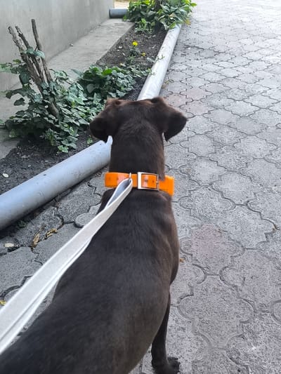 The image shows a dark-colored dog with an orange collar and a white leash from behind, walking on a paved path. The path is made of decorative grey interlocking stones. To the left of the path, there is a grey pipe running horizontally, and behind that, a grey concrete wall. Between the wall and the path, there is a strip of ground with some sparse vegetation and fallen leaves. Further back, there are some larger green plants. The scene appears to be outdoors, possibly in a residential or public area. The lighting suggests it is daytime. The location is identified as Răuțel, Moldova.