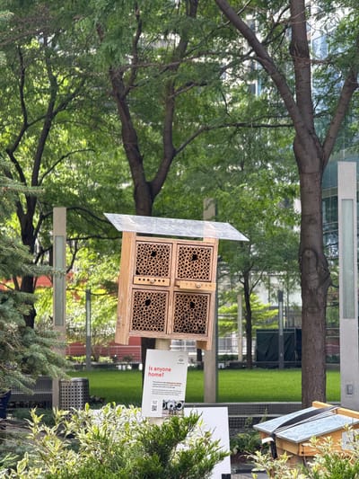 This is a photograph taken outdoors in a city environment, likely Chicago, USA, featuring an urban garden or park setting. In the foreground, there is lush green foliage, including a small evergreen tree on the left and ornamental plants in the lower portion of the frame.
Dominating the center of the image is a wooden insect hotel, designed with multiple compartments filled with hollow tubes, intended to provide nesting sites for solitary bees. The hotel has a slanted, transparent roof. Attached to the post of the insect hotel is a sign with the question "Is anyone home?" and accompanying text in English, along with QR codes and images related to solitary bees.
Behind the insect hotel, a grassy lawn stretches out, bordered by trees and modern buildings with glass facades, suggesting an urban location. The trees are tall and leafy, with visible trunks and branches. There are also tall, slender light poles in the background. To the right, a smaller, modern beehive with a slanted roof is partially visible, secured with straps. The overall impression is one of an urban oasis designed to support local wildlife and educate the public.