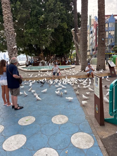 The image depicts a sunny outdoor scene, likely in Benidorm, Spain, given the context. Several people are present, engaged in various activities. In the foreground, a couple stands embracing, with the woman in a white top and skirt, and the man in a dark blue t-shirt and shorts. Behind them, a group of people are gathered near a fountain, with some feeding a large flock of pigeons. A man is seen sitting with a child on his lap, surrounded by the birds. Another man in a white shirt and shorts is also interacting with the pigeons. The setting appears to be a public square or promenade, paved with blue tiles featuring white circular patterns. Palm trees are visible in the background, as are colorful buildings with distinctive architecture, characteristic of a tourist resort. The time of day appears to be daytime, with bright lighting and the overall atmosphere suggesting a relaxed, leisurely outing. Some visible text includes "UFC" on a cap and signage on a brown information board, though the content of the signs is not legible. The presence of numerous pigeons, a fountain, and people feeding them suggests a popular spot for both locals and tourists.