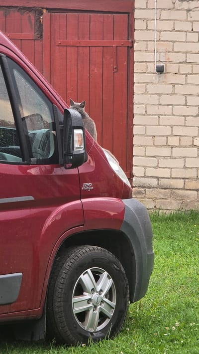 A grey cat is resting on the side mirror of a red van, which is parked next to a red wooden garage door. The van's tire is visible on the right side of the image, with green grass surrounding it. The scene appears to be outdoors, possibly in a rural or residential area, given the presence of the garage and grass. The van has the badge "120 Multijet" visible on its side. The brick wall behind the garage door shows a black electrical box. The weather appears to be damp, as indicated by the water droplets on the van and the wet appearance of the grass. The lighting suggests it is daytime.